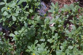 Lactofen controlled palmer amaranth and horse purslane at least 93% with the epost application but had inconsistent control (40 to 100%) when applied lpost. Ss Agr 368 Sc097 Biology And Control Of Horse Purslane And Common Purslane In Sugarcane