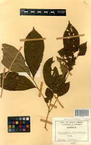 Image result for Eriocoelum