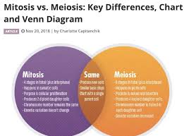 Meiosis Jonathans Classroom