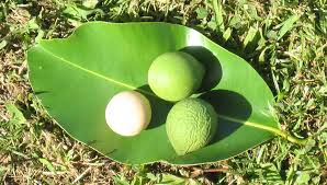Image result for Calophyllum inophyllum