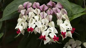 Image result for Clerodendrum rotundifolium