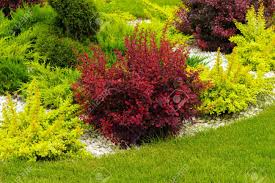 These small evergreen trees are good for rock gardens, foundation planting, or as a small evergreen shrub. The Element Of Garden Decor Colorful Small Trees Gardening Stock Photo Picture And Royalty Free Image Image 125152549