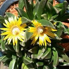 Image result for Nananthus