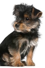 White Black And Brown Yorkie Yorkshire Terrier Puppy 3 Months Old Sitting In Front Of White Background Yorkshireterrier Yorkshire Terrier Puppies Yorkshire Terrier Terrier