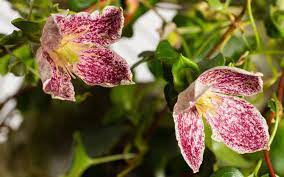 The number or letter indicates how and when the plant should be pruned. Winter Wonders The Best Clematis To Grow Winter Flowering Shrubs Clematis Garden Calendar