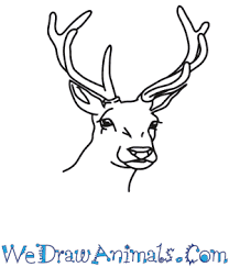 Today i draw an arctic reindeer from adopt me! How To Draw A Reindeer Head