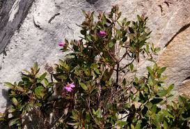 Image result for Dissotis swynnertonii