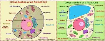 Earth As A Planetary System The Eukayotic Cell Enchantedlearning.com animal cell label me! the eukayotic cell