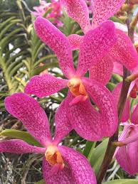 Aranda Anne Khoo-Kasem's Delight