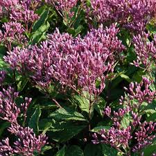 Folklore also states that american colonists used this plant to treat typhus outbreaks. Eupatorium Purpureum Euphoria Ruby Joe Pye Weed 1 Behmerwald Nursery