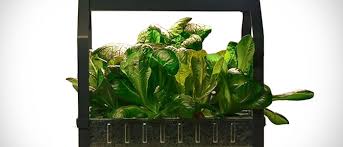 Ever wondered if you could grow vegetables in your apartment? Ikea Plants A Hydroponic Garden In Your Home News Ledge