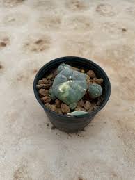 Image result for Loxodera caespitosa