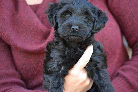 Find labradoodle puppies in canada | visit kijiji classifieds to buy, sell, or trade almost anything! Mini Labradoodle Puppies