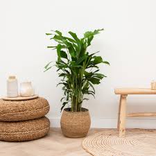 Image result for Caryota