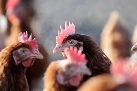 Die vogelgrippe, auch „aviäre influenza oder geflügelpest genannt, sorgt nicht zuletzt wegen ihres gravierenden verlaufs und den damit verbundenen ökonomischen folgen wellenartig für aufregung. Vogelgrippe Dresdens Huhner Durfen Raus Sachsische De