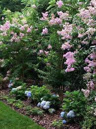 Crepe Myrtle And Hydrangeas Hydrangea Garden Garden Landscaping Amazing Gardens