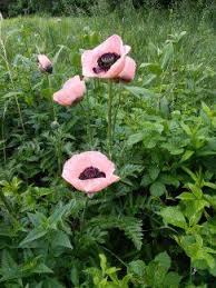 Salmon Poppy Salmon Poppies