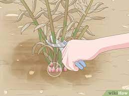 Try to retain as much of the root system as possible. How To Divide And Transplant Peonies 11 Steps With Pictures