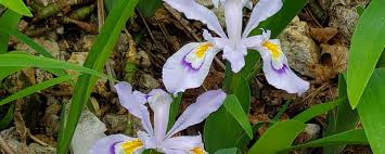 Hilton garden inn west little rock. Don T Miss The Joy Of The Spring Wildflower Explosion Arkansas State Parks