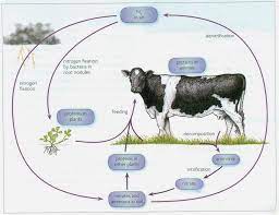 Nitrogen compounds are used to make ammonia based fertilizers. Nitrogen Cycle Biology Notes For Igcse 2014