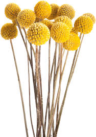 Check spelling or type a new query. Download Fotki Fall Flowers Dried Flowers Yellow Flowers Craspedia Billy Balls Png Image With No Background Pngkey Com