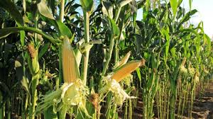 Sweet corn is a type of maize; Cereal Crop Solutions