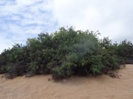 Image result for Scutia