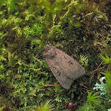 Image result for Graphiphora augur