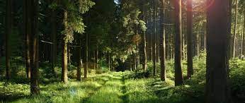 Bory tucholskie national park is a national park in poland, created on july 1, 1996. Wandern Entdecken Sie Bory Tucholskie Schritt Fur Schritt Aparthotel Chaber