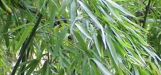 Image result for Pilea bambuseti