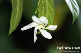 Image result for Tabernaemontana odoratissima