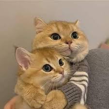 Image result for adorable cat