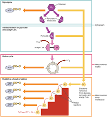 Glucose + oxygen → carbon dioxide + water (+ atp made). 5 9 Cellular Respiration Biology Libretexts