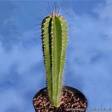 Image result for Neoboutonia