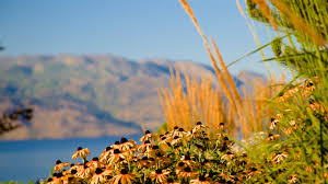 We can provide you with disclosures, past sales history, dates and prices of homes recently sold nearby, and more. West Kelowna Bc Vacation Rentals House Rentals More Vrbo