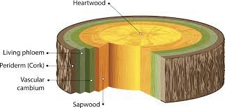 Whatever you're building, our selection of wood makes it easy to complete any project. Penta And The Treatment Process Vermette Wood Preservers