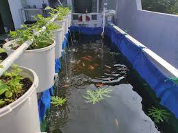 Tanaman yang Bisa Tumbuh di Atas Kolam Ikan