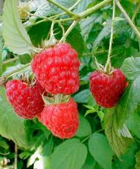 We talk about root rot around here pretty often. Raspberry Rubus Idaeus Amity From Van Essen Nursery Raspberry Pretty Plants Berries