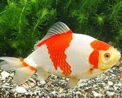 Hal ini setidaknya dirasakan oleh zikri pebisnis ikan hias di banjarmasin. Ikan Hias Aquarium Photography Steemit