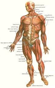 The latest lifestyle | daily life news, tips, opinion and advice from the sydney morning herald covering life and relationships, beauty, fashion, health & wellbeing 10 Muscle Skeletal Ideas Muscular System Muscle Human Body