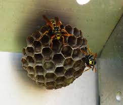 We did not find results for: Nid De Guepes Que Faire Jardins Du Nord Forum Regional Site De Conseils En Jardinage Culture Potager Identification Faune Et Flore Association Jardins Du Nord