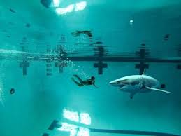 Was Your Irrational Childhood Fear A Shark Lurking Right Below You In A Pool Sharks Funny Funny Relatable Memes Childhood Fears