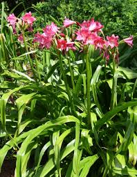 Image result for Crinum crassicaule