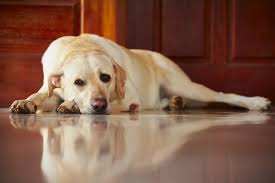Is there anywhere i can get these without having vet approval? Medication For Firework Phobia In Dogs Breakthrough