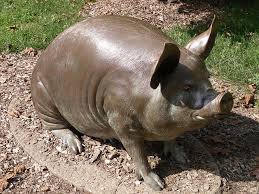 A Sculptor From Brandywine And More Last Posting I Promised A Post About Andre Harvey The Renown Brandywine Sculptor While Searching Pig Statue Animals Pig