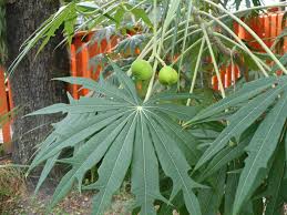 Image result for Jatropha erythropoda