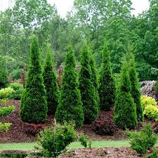 This by far my favorite arborvitae! American Arborvitae Tree Seeds Thuja Occidentalis Cena 2 35