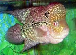 Yang pertama ada jenis ikan louhan cencu. Sejarah Louhan Kokzilla Indonesia