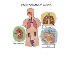 Sistem perkumuhan adalah cara semula jadi tubuh untuk menyingkirkan bahan buangan metabolik yang beracun dan berbahaya bagi tubuh. Kuiz Sains Tahun 4 Sriti Genq 1 Science Quiz Quizizz