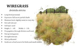 Image result for Aristida bipartita